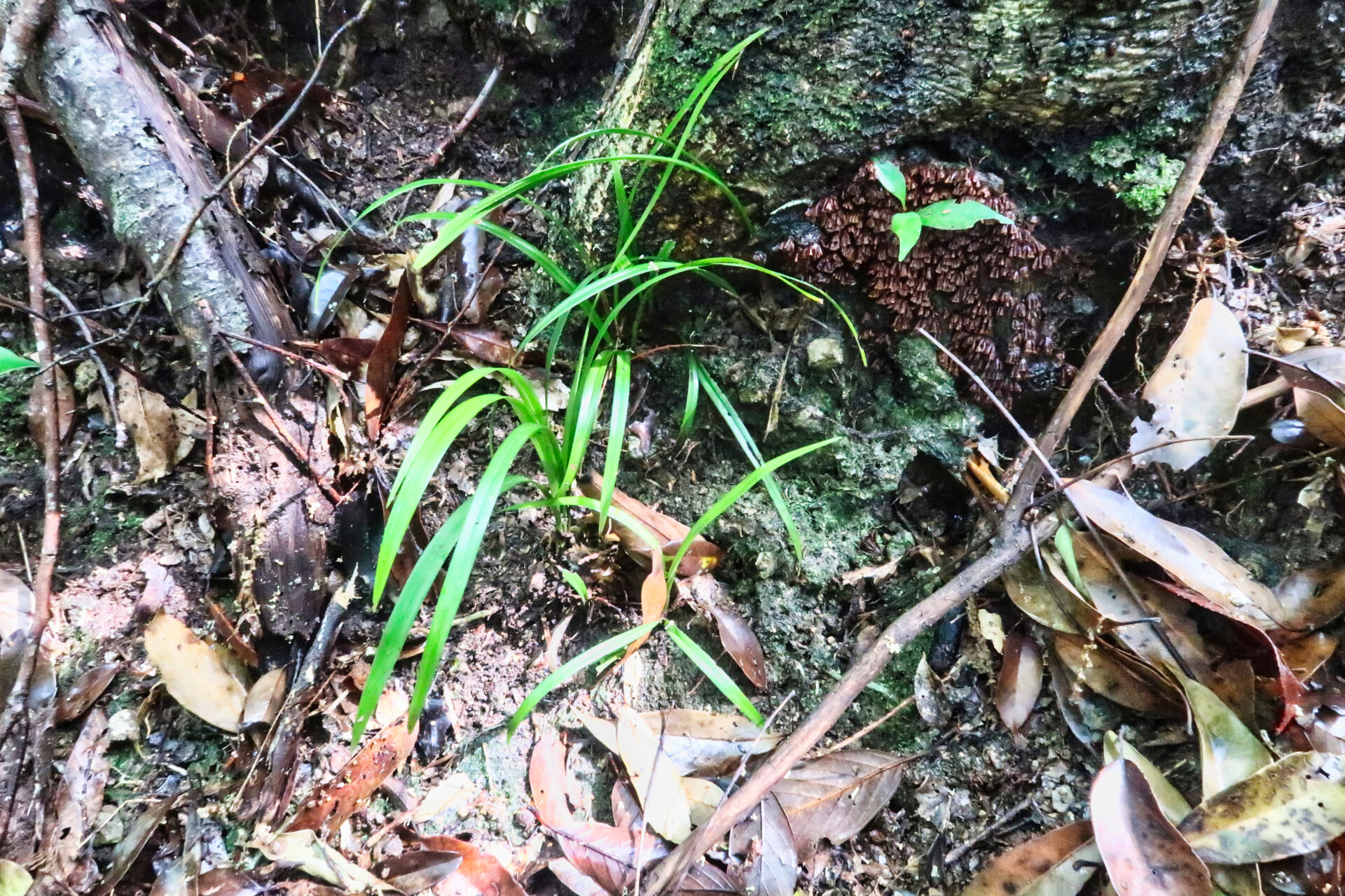 山で見つけた寒蘭