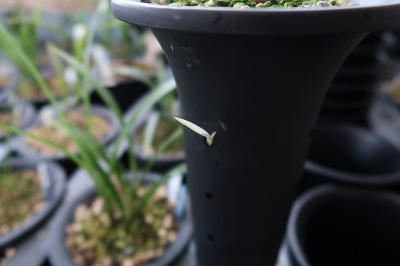 鉢横の新芽