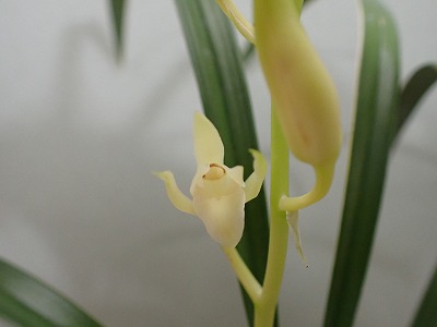 開き始めた雪月花