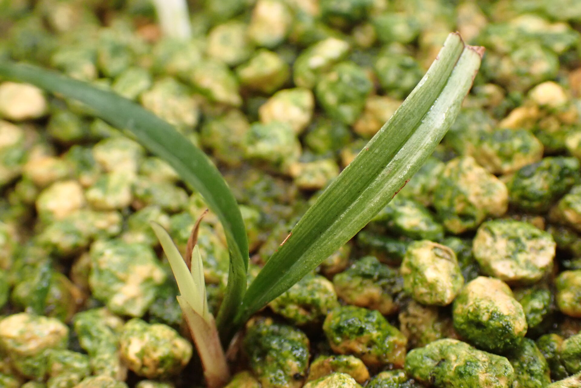 「かじられ」の新芽